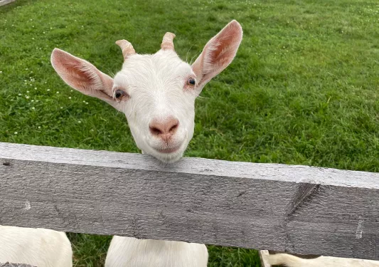 White goat on fence.