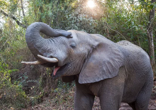 Elephant cooling itself