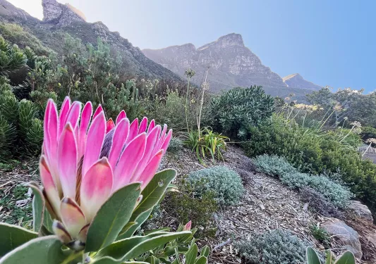 Flowering succulent in African landscape