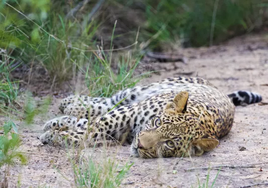 Leopard laying on its side, looking at camera