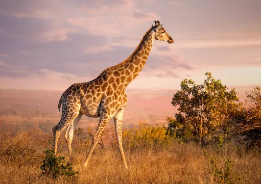 A giraffe in the sunset