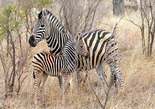 Adult and child zebras