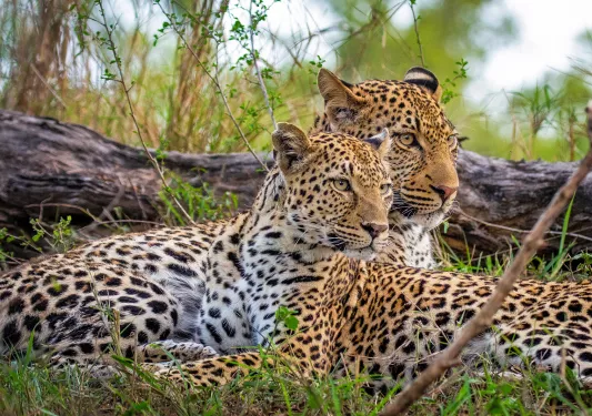 Leopards reclining together