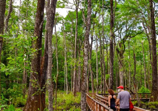 Two guests walking through swamp, on wooden walking bridge.