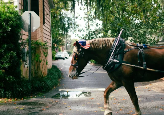 Shot of horse with American flag hat on, walking down street.