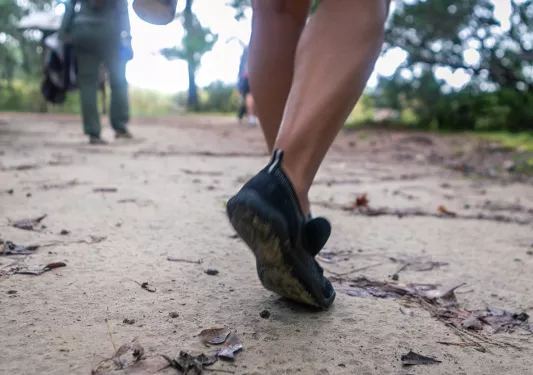 Ground shot of guests walking through forest.