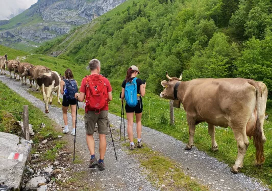 Three guests on trail, large line of cows in front of them.