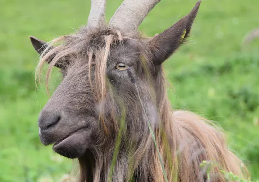 Close-up of a Dutch Landrace goat.