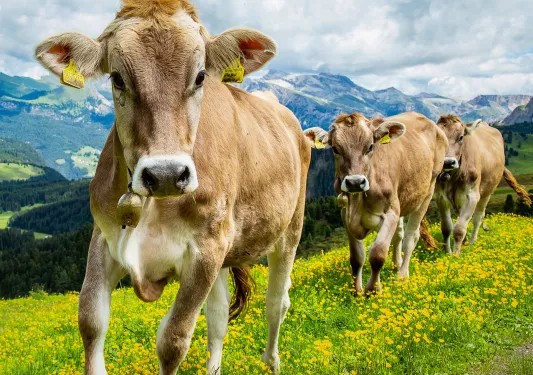 Close-up of three mountain cows.