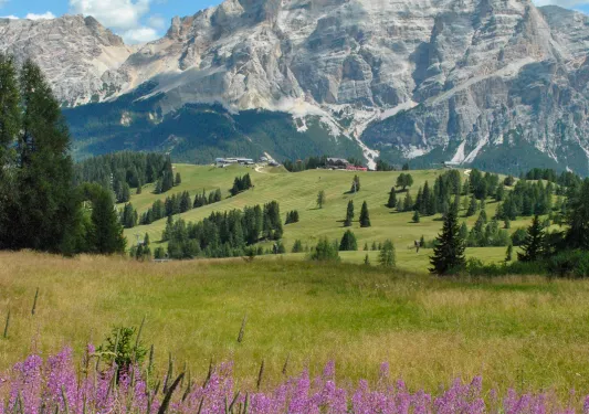 Wide shot of the Dolomites, hilltop village in middleground, purple flowers in foreground.