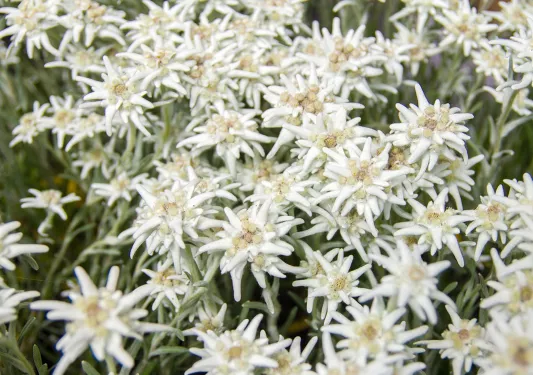 Famous flower Edelweiss (Leontopodium alpinum), symbol of alps, mountains. Shallow depth of field. Symbol of luck,inaccessibility and fortune. 