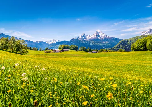 Wide shot of Alpine vista, yellow flowers, snowy peaks, small cottages.