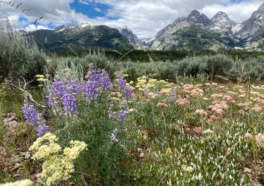 Colorful plants and lush backdrop