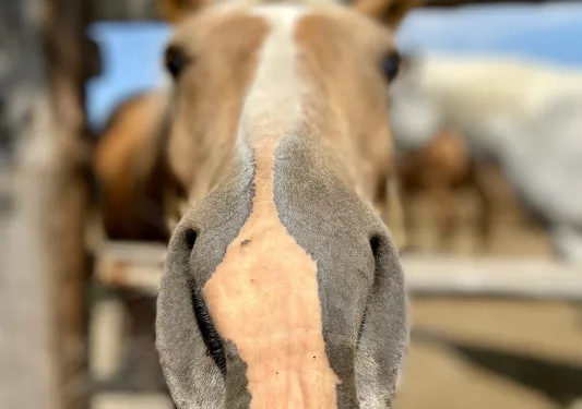 Up close shot of a horse