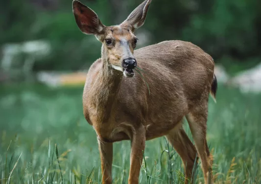 Deer eating grass.