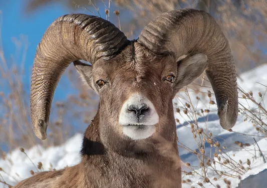 Stoic Mountain ram planted in the snowy landscape