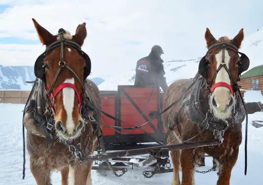 Horses pulling large snow wagon