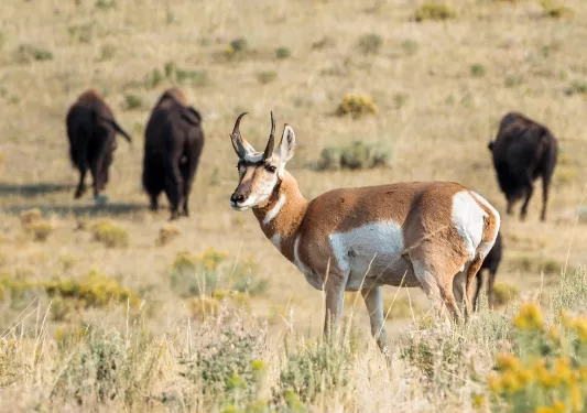 Antelope and Bison traversing through field 