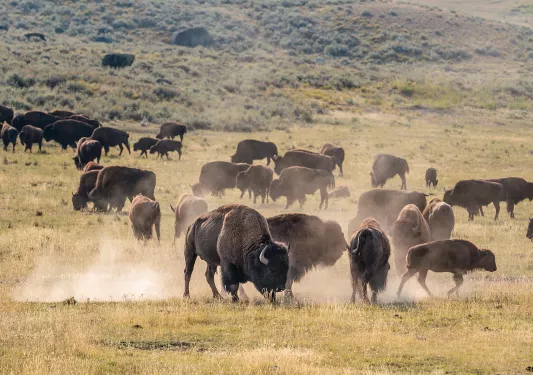 Bison playing and stampeding while kicking up clouds of dust
