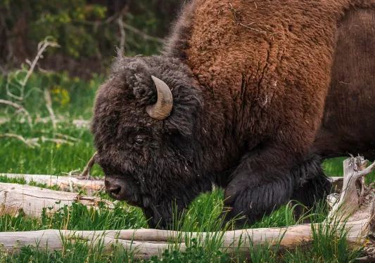 Bison bending down to snack on grass