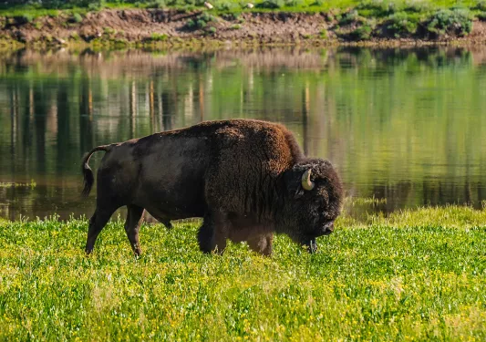 Bison walking through green fields