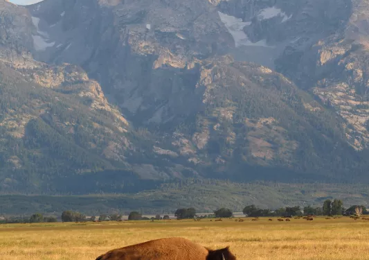 Bison standing in golden field 