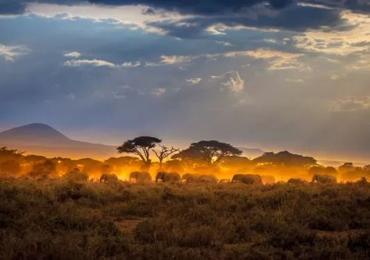 Herd of elephants at sunset