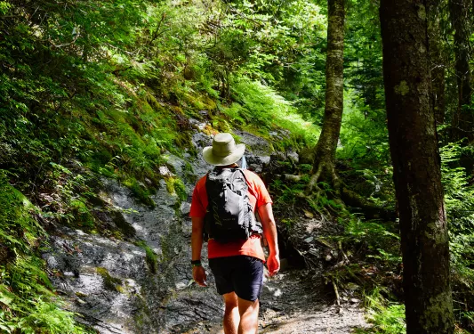 Guest hiking through forest, sun shining.