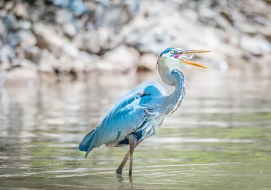 Close-up of a Great Blue Heron. 