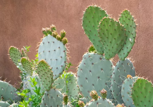 Cacti against clay wall
