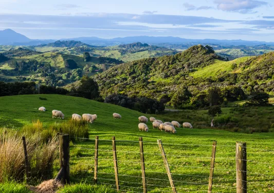 Green field in New Zealand