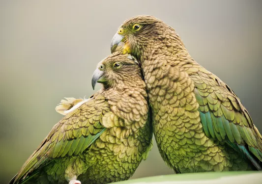 Green birds