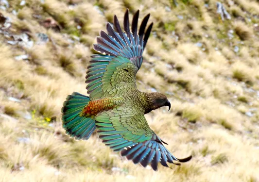 Close-up shot of flying Kea Bird.