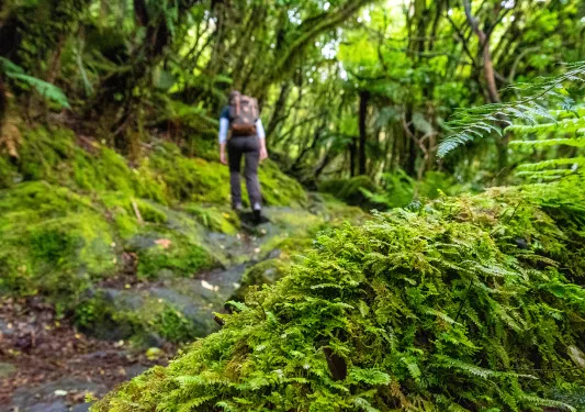 Lush forest in New Zealand