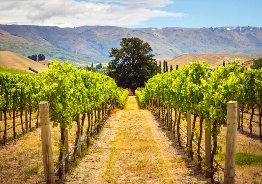Vineyards in New Zealand