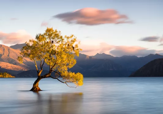 Lone tree in a lake in New Zealand