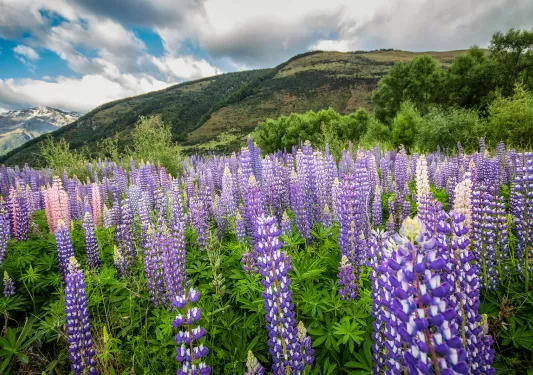 Field of purple flowers in New Zealand