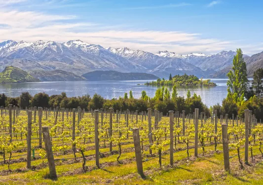 Vineyard in New Zealand