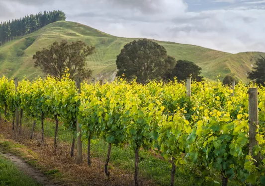 Shot of countryside vineyard, hills behind.