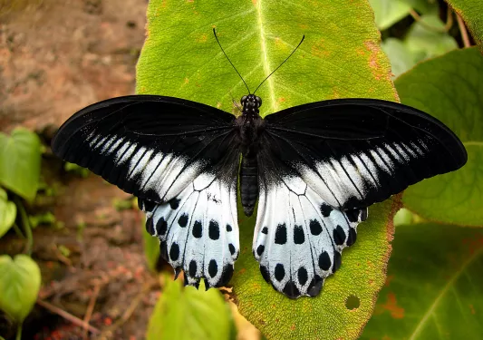 Close-up shot of Blue Mormon butterfly.