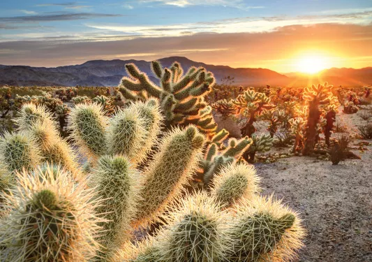 Field of cactus plants, sunset in background.