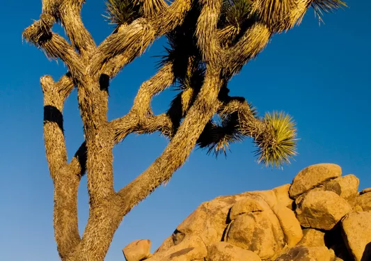 Lone Yucca tree, craggy group of boulders in background.
