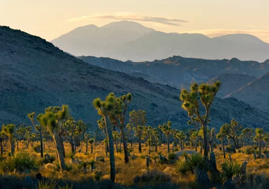 Field of Yucca trees, mountain range in background.