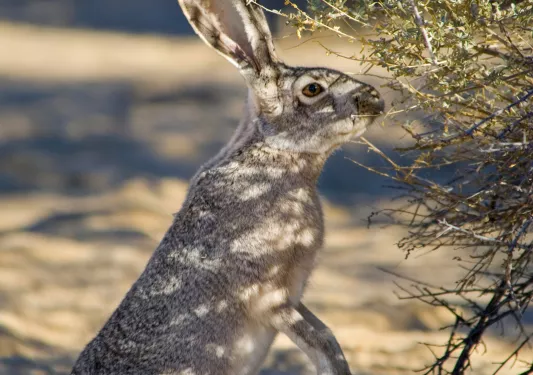Grey desert hare nibbling on bush.