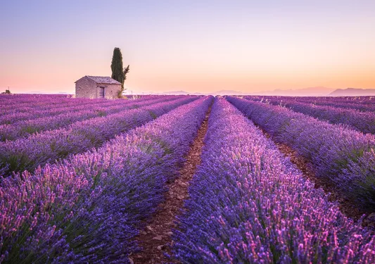 Lavender Field with Mountains in Background