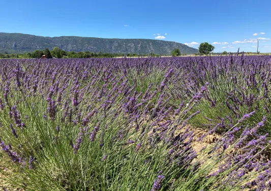 Lavender Field