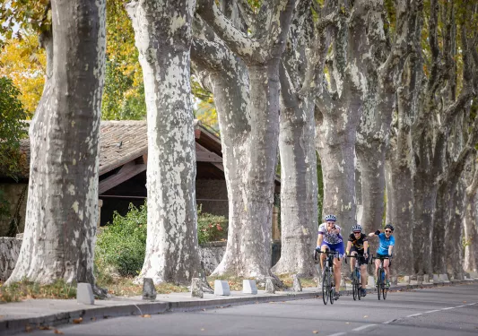 Backroads Guests Biking Past Large Trees