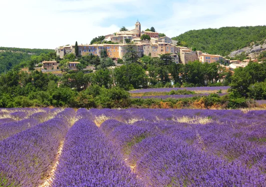 Lavender Field and Old Town of Banon
