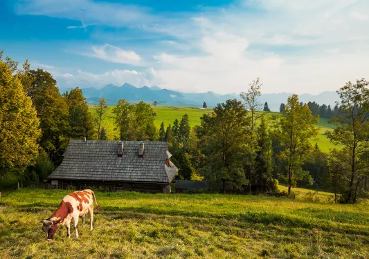 Cow grazing on grassy field.
