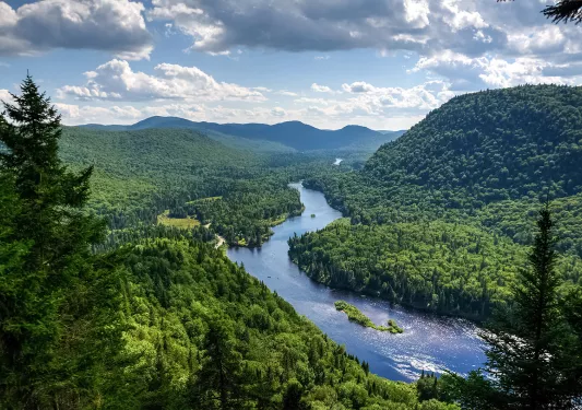 Bird's eye shot of large forest, river below.